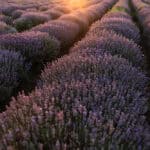 Lavender Fields Forever: Yves Wellauer’s Fotoreise durch die Provence