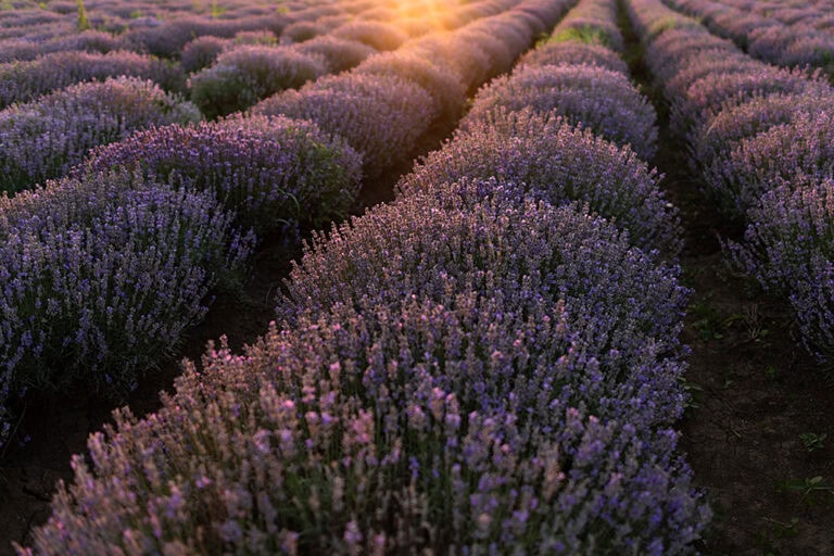Lavender Fields Forever: Yves Wellauer’s Fotoreise durch die Provence